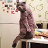 Дмитрий Плотников